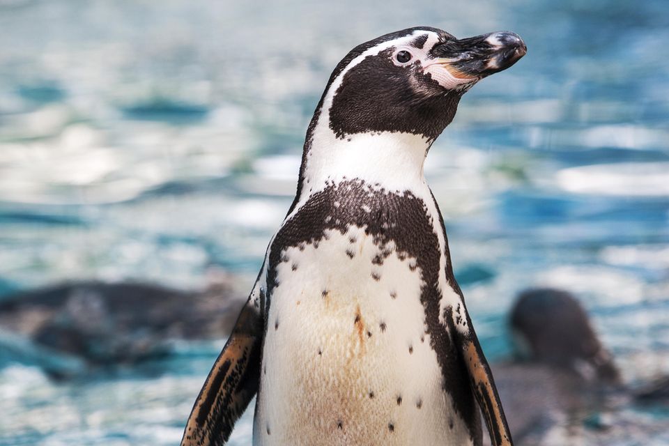 Humboldt-Pinguin mit Meer im Hintergrund