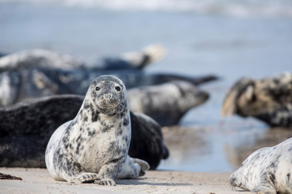 Seehunde auf der Helgoländer Düne