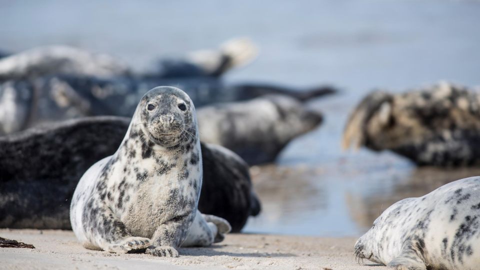 Seehunde auf der Helgoländer Düne Seehunde auf der Helgoländer Düne