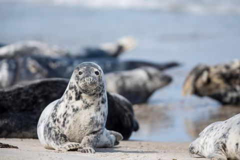 Seehunde auf der Helgoländer Düne