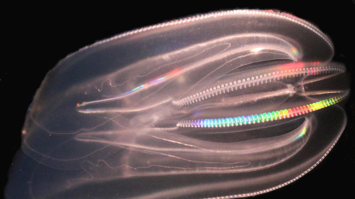 Die Rippenqualle Mnemiopsis leidyi stammt ursprünglich von der amerikanischen Ostküste. Sie wurde Anfang der 1980er Jahre in das Schwarze Meer eingeschleppt. In der Folge gingen die dortigen Sardellenbestände drastisch zurück. Im Jahr 2006 wurde Mnemiopsis leidyi zum ersten Mal auch in der Ostsee nachgewiesen