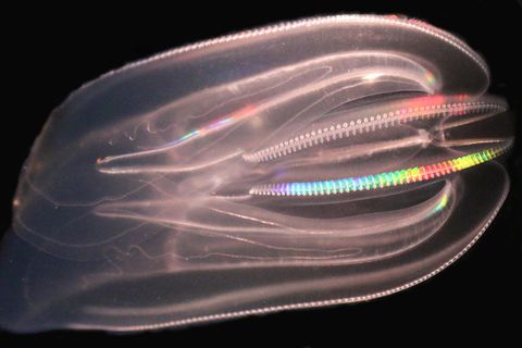Die Rippenqualle Mnemiopsis leidyi stammt ursprünglich von der amerikanischen Ostküste. Sie wurde Anfang der 1980er Jahre in das Schwarze Meer eingeschleppt. In der Folge gingen die dortigen Sardellenbestände drastisch zurück. Im Jahr 2006 wurde Mnemiopsis leidyi zum ersten Mal auch in der Ostsee nachgewiesen