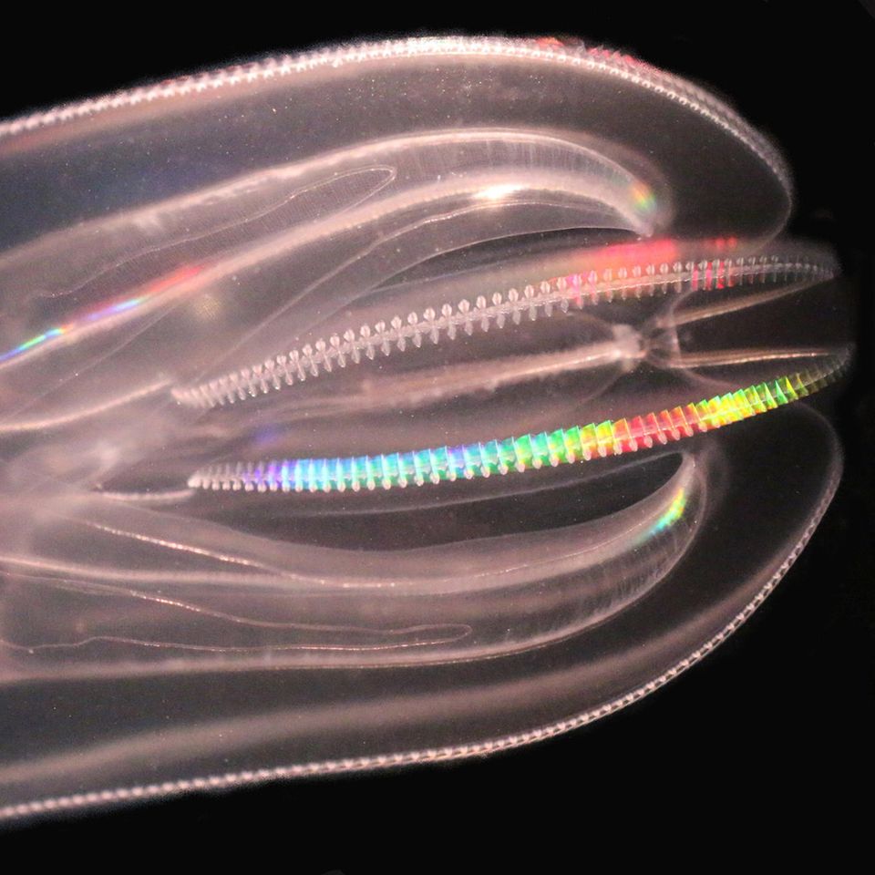 Die Rippenqualle Mnemiopsis leidyi stammt ursprünglich von der amerikanischen Ostküste. Sie wurde Anfang der 1980er Jahre in das Schwarze Meer eingeschleppt. In der Folge gingen die dortigen Sardellenbestände drastisch zurück. Im Jahr 2006 wurde Mnemiopsis leidyi zum ersten Mal auch in der Ostsee nachgewiesen