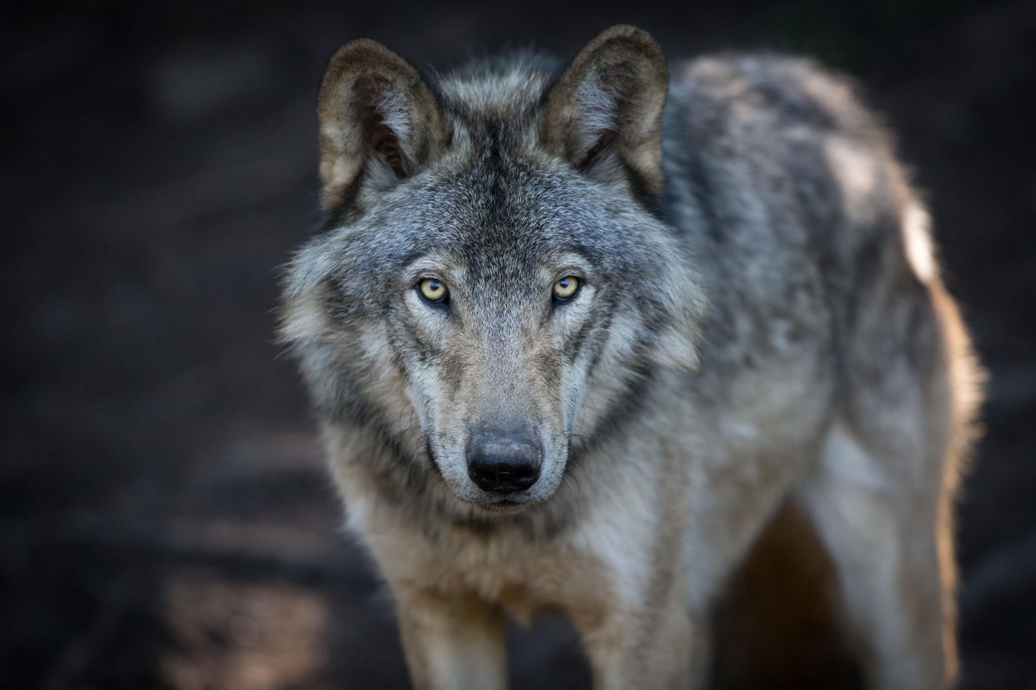 Was tun wenn man mit Hund auf einen Wolf trifft?