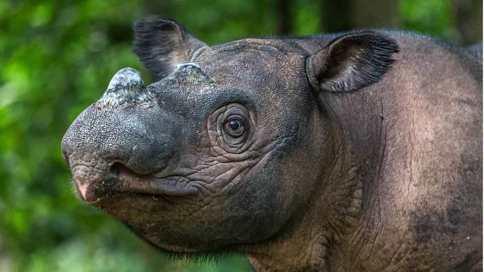 Sumatra-Nashorn auf der Insel Sumatra