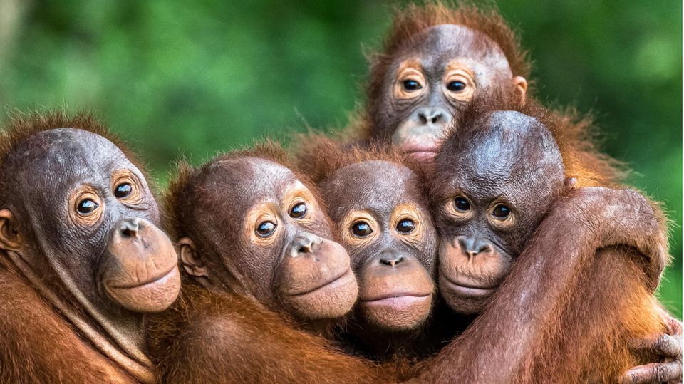 Orang-Utans in einer Auffanggstation auf Borneo