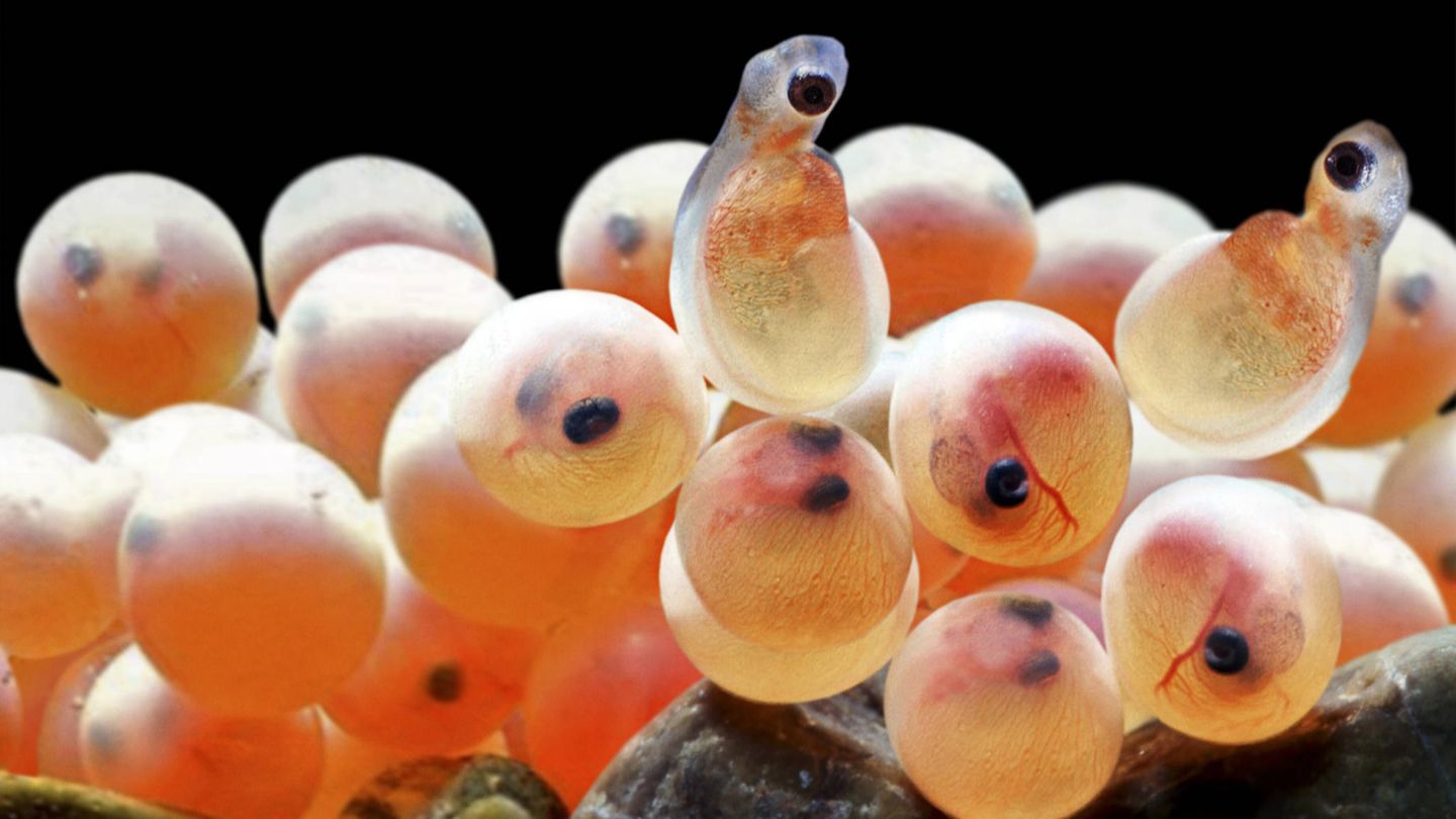 Nahaufnahme von Eiern des Atlanischen Lachses (salmo salar) in einem Aquarium