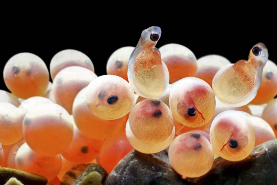 Nahaufnahme von Eiern des Atlanischen Lachses (salmo salar) in einem Aquarium
