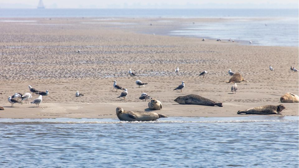 Robben und Natur pur: Hier ist die Welt in Ordnung: Robben sonnen sich auf einer Sandbank bei Texel Hier ist die Welt in Ordnung: Robben sonnen sich auf einer Sandbank bei Texel