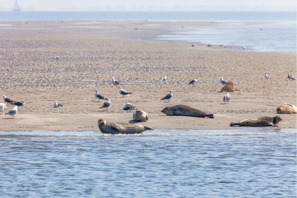 Hier ist die Welt in Ordnung: Robben sonnen sich auf einer Sandbank bei Texel