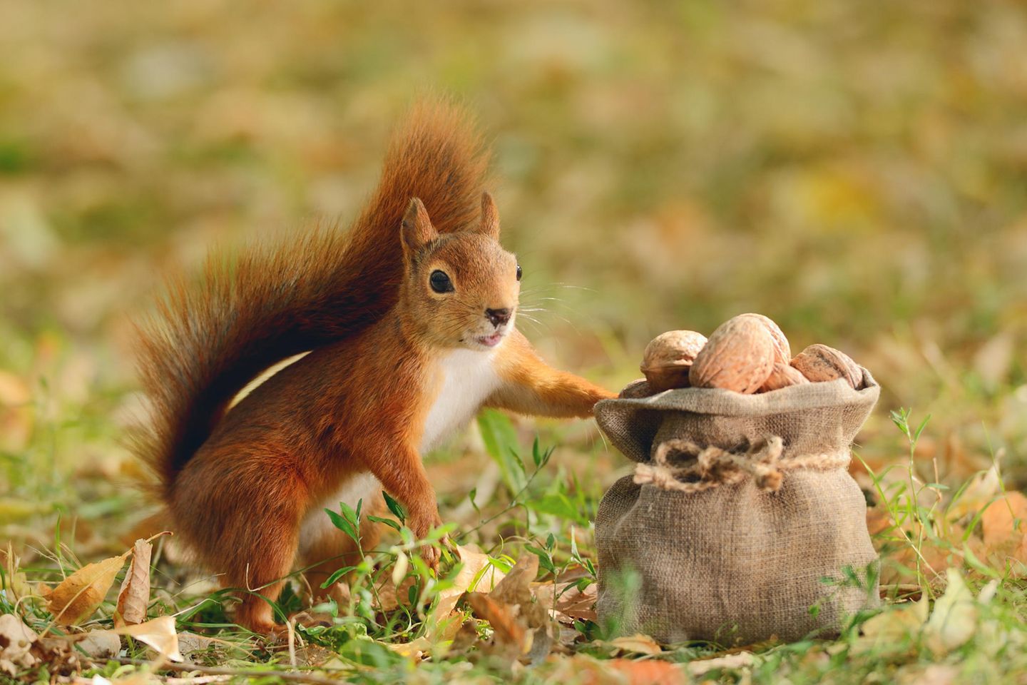 Tierwelt: Fünfmal staunen über Eichhörnchen