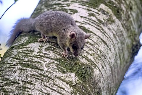Siebenschläfer sitzt auf einem Baum