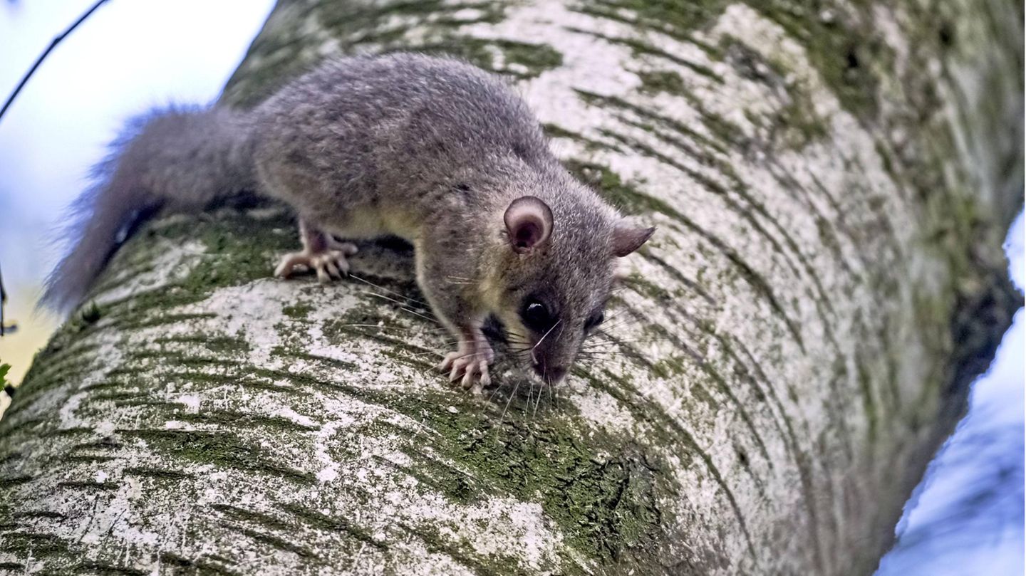 Siebenschläfer sitzt auf einem Baum