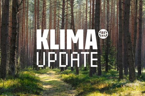 Klima Update #1: "Wir verlieren wahnsinnig viele Wälder" - Wie es um unsere Wälder steht und was wir unternehmen müssen