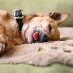Hund zeigt Zungenspitze im Schlaf