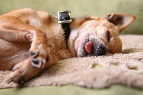 Hund zeigt Zungenspitze im Schlaf
