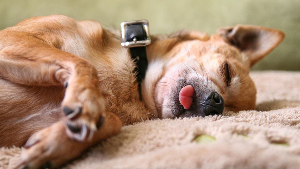 Hund zeigt Zungenspitze im Schlaf