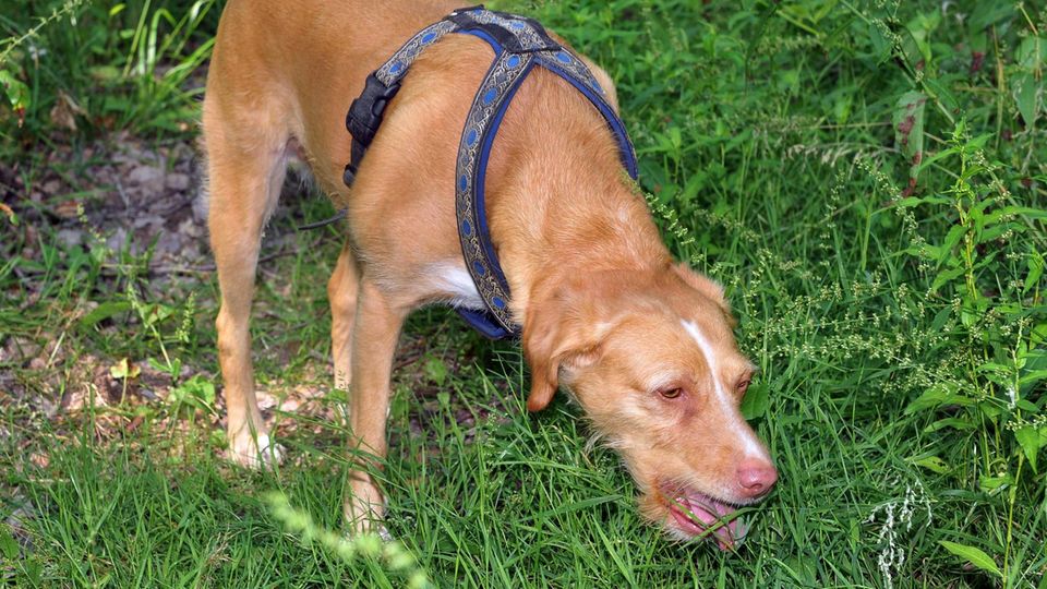 Hund frisst Gras