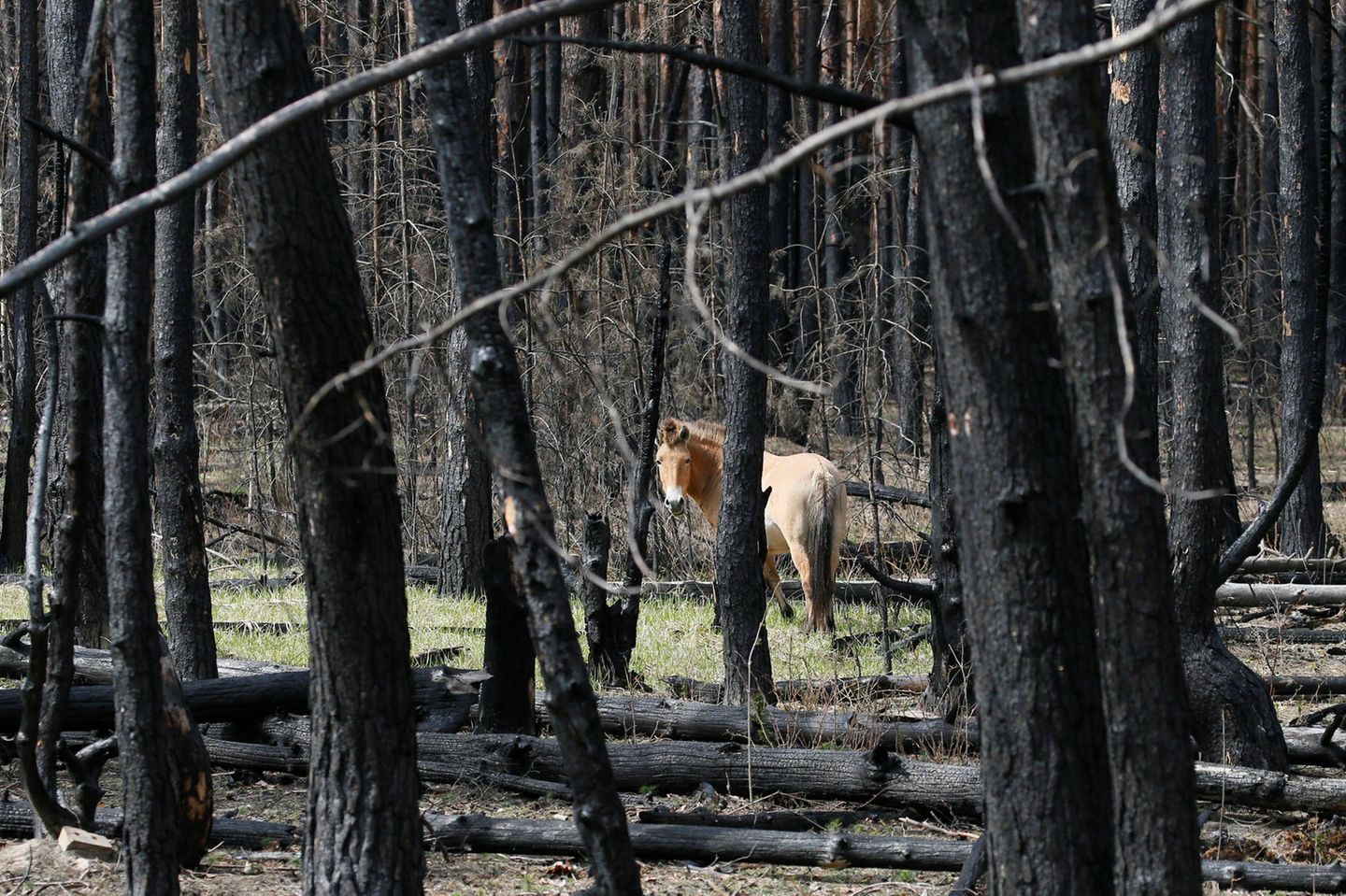 Ein Przewalski-Pferd in der Tschernobyl-Zone