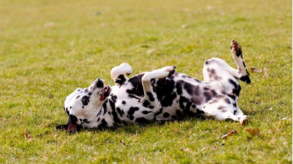 Dalmatiner wälzt sich im Gras