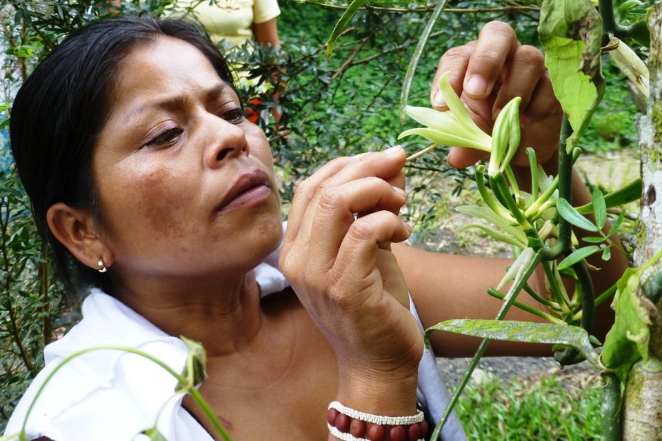 Mit Fingerspitzengefühl bestäubt Ruth Cayapa eine Vanilleblüte Mit Fingerspitzengefühl bestäubt Ruth Cayapa eine Vanilleblüte