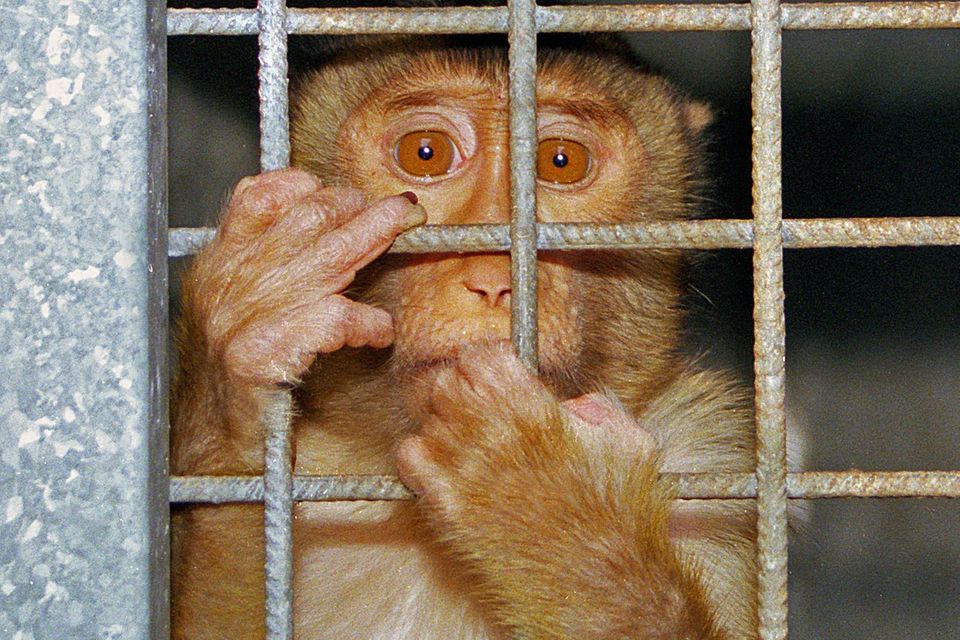 Ein Affe klammert sich um den Käfig im Versuchslabor