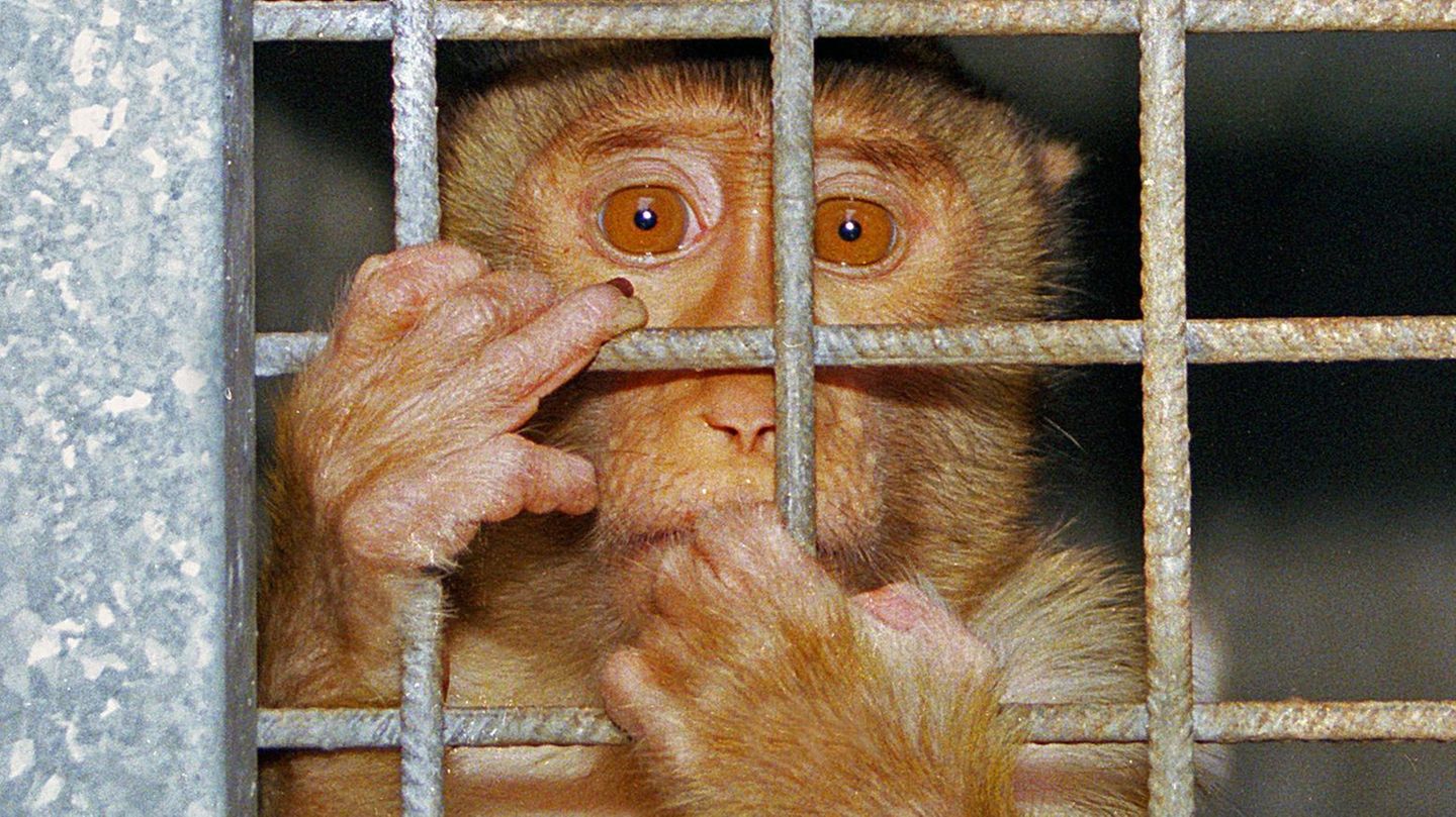 Ein Affe klammert sich um den Käfig im Versuchslabor