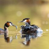 Haubentaucher mit Nachwuchs