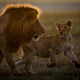 Mähnenlöwe und sein Nachwuchs
