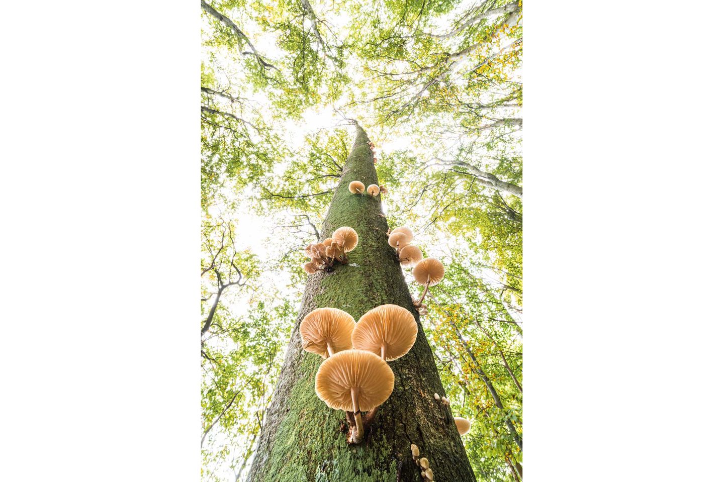 Buchenschleimrüblinge