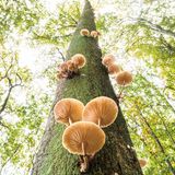 Buchenschleimrüblinge