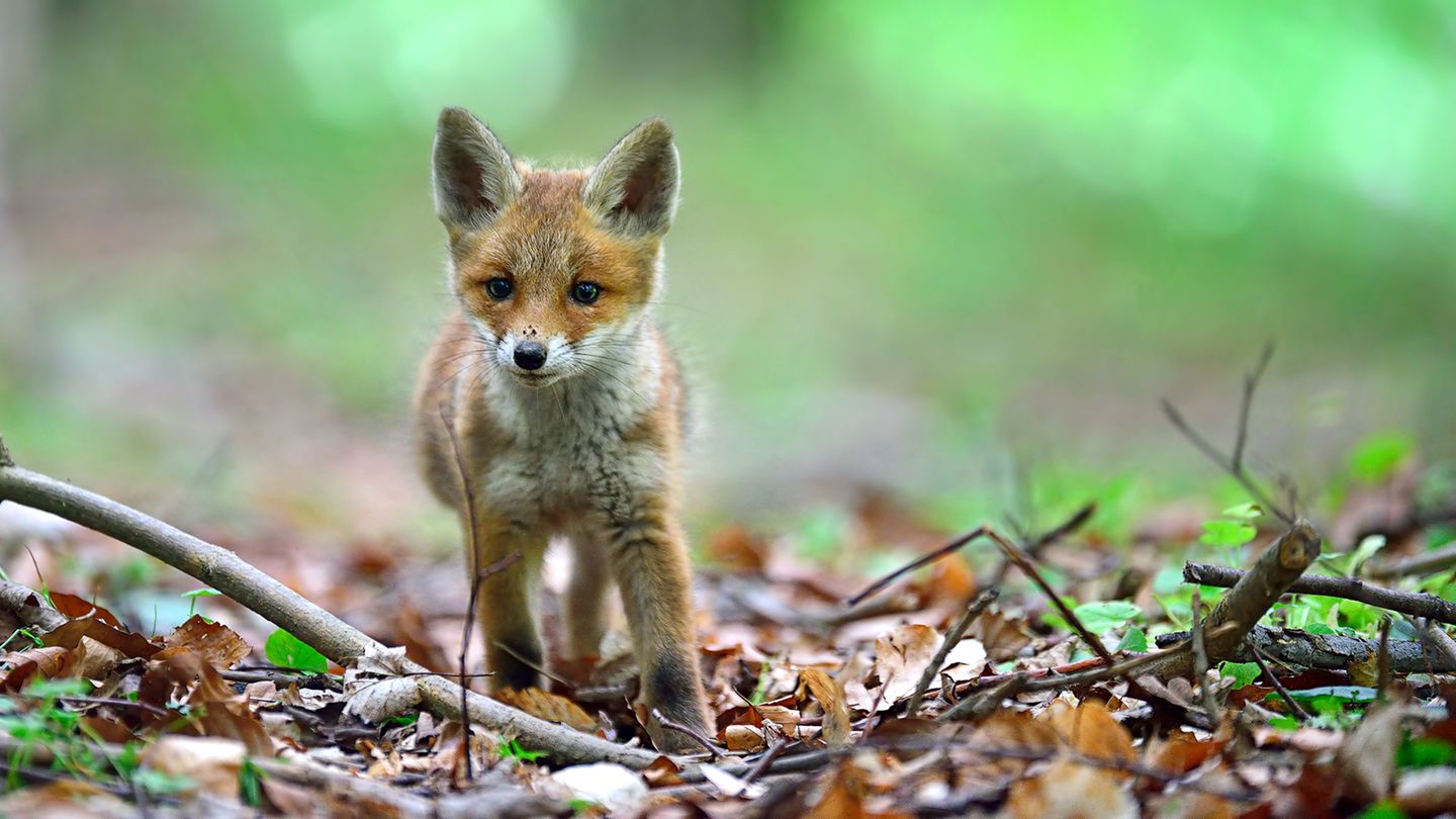 22.04.2021      "Unter einer Tarndecke saß ich mit einem Fotofreund in einem Waldstück unweit einer kleinen Siedlung. Die Fähe hatte sich schon auf die Jagd begeben. Und die jungen Füchse erkundeten den Wald. Alles war so spannend und der Kleine lief drei Meter an mir vorbei, ohne mich zu bemerken."      Ort: Waldgebiet bei Mittweida  Kamera: Nikon D800E Sigma 120-300mm 2,8  Mehr Fotos von Masinefoto