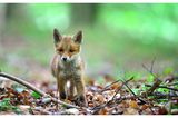 22.04.2021      "Unter einer Tarndecke saß ich mit einem Fotofreund in einem Waldstück unweit einer kleinen Siedlung. Die Fähe hatte sich schon auf die Jagd begeben. Und die jungen Füchse erkundeten den Wald. Alles war so spannend und der Kleine lief drei Meter an mir vorbei, ohne mich zu bemerken."      Ort: Waldgebiet bei Mittweida  Kamera: Nikon D800E Sigma 120-300mm 2,8  Mehr Fotos von Masinefoto