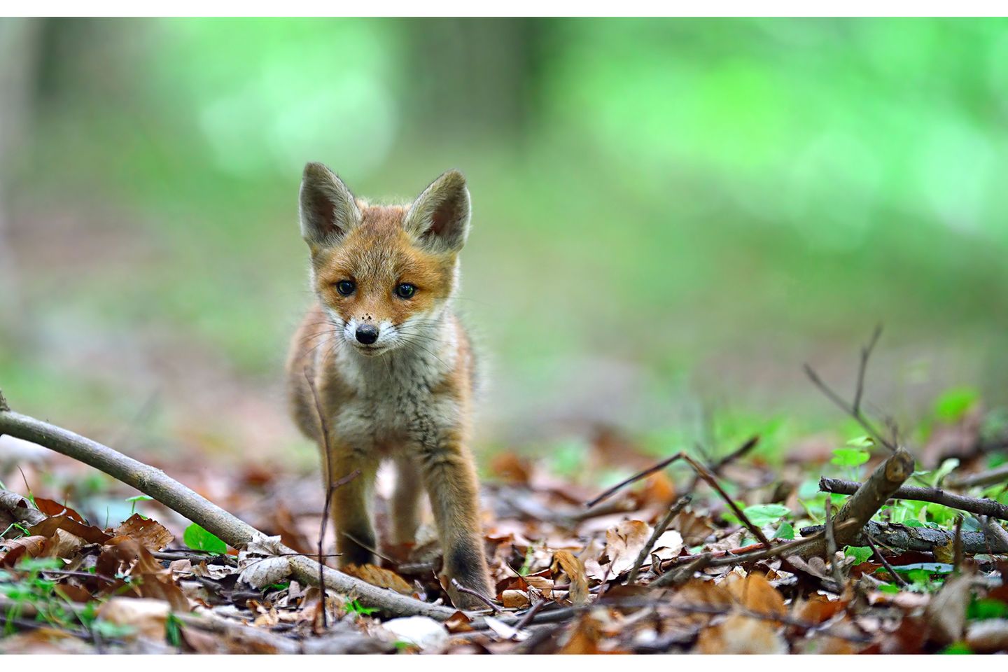 GEO LESERFOTO: 22.04.2021 "Unter einer Tarndecke saß ich mit einem Fotofreund in einem Waldstück unweit einer kleinen Siedlung. Die Fähe hatte sich schon auf die Jagd begeben. Und die jungen Füchse erkundeten den Wald. Alles war so spannend und der Kleine lief drei Meter an mir vorbei, ohne mich zu bemerken." Ort: Waldgebiet bei Mittweida Kamera: Nikon D800E Sigma 120-300mm 2,8 Mehr Fotos von Masinefoto 22.04.2021 "Unter einer Tarndecke saß ich mit einem Fotofreund in einem Waldstück unweit einer kleinen Siedlung. Die Fähe hatte sich schon auf die Jagd begeben. Und die jungen Füchse erkundeten den Wald. Alles war so spannend und der Kleine lief drei Meter an mir vorbei, ohne mich zu bemerken." Ort: Waldgebiet bei Mittweida Kamera: Nikon D800E Sigma 120-300mm 2,8 Mehr Fotos von Masinefoto