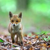 22.04.2021      "Unter einer Tarndecke saß ich mit einem Fotofreund in einem Waldstück unweit einer kleinen Siedlung. Die Fähe hatte sich schon auf die Jagd begeben. Und die jungen Füchse erkundeten den Wald. Alles war so spannend und der Kleine lief drei Meter an mir vorbei, ohne mich zu bemerken."      Ort: Waldgebiet bei Mittweida  Kamera: Nikon D800E Sigma 120-300mm 2,8  Mehr Fotos von Masinefoto