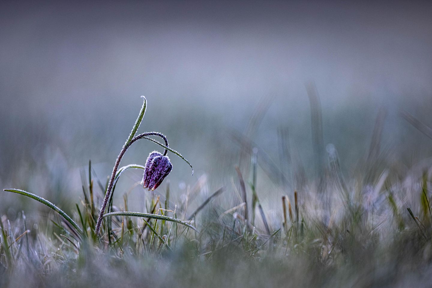 Schachbrettblume Schachbrettblume