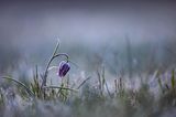 Schachbrettblume