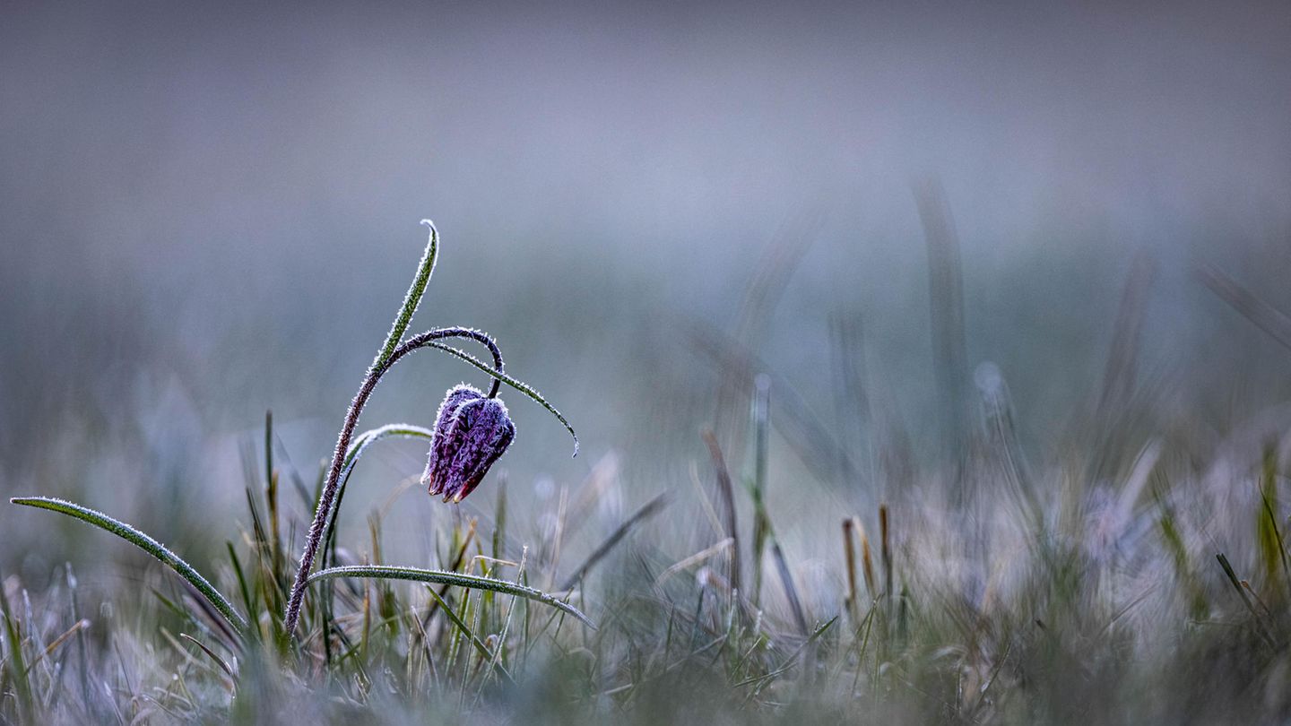 Schachbrettblume