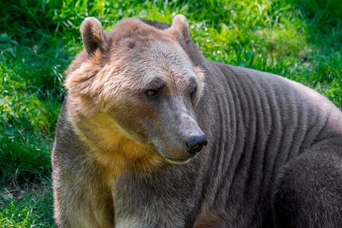 Hybride aus Eisbären und Grizzlys haben körperliche Merkmale von beiden Arten