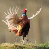27.04.2021      "Fasanenhahn in Balzstimmung."      Ort: Aurich  Mehr Fotos von christoffers