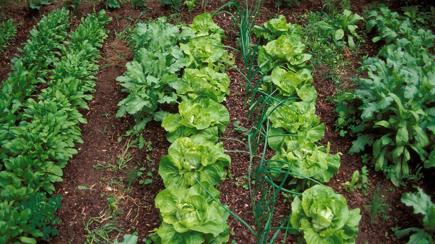Mischkultur: Eine gut durchdachte Mischkultur sorgt im Gemüsebeet für gute Nachbarschaft und gesunde Pflanzen Eine gut durchdachte Mischkultur sorgt im Gemüsebeet für gute Nachbarschaft und gesunde Pflanzen