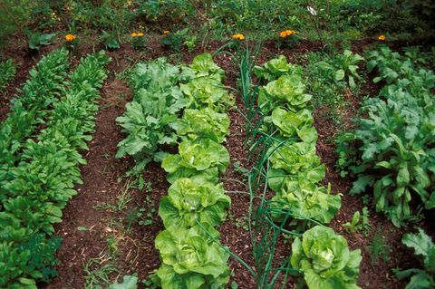 Eine gut durchdachte Mischkultur sorgt im Gemüsebeet für gute Nachbarschaft und gesunde Pflanzen