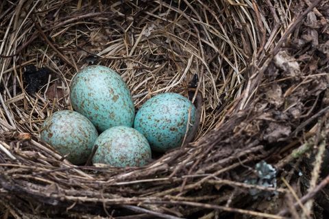 Eier eines Blauhähers