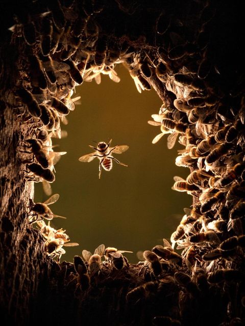 Ein Bienenvolk hat die verlassene Nisthöhle eines Spechts bezogen: Binnen Wochen wird es auf Tausende Tiere anwachsen – und ein faszinierend komplexes Gemeinwesen errichten
