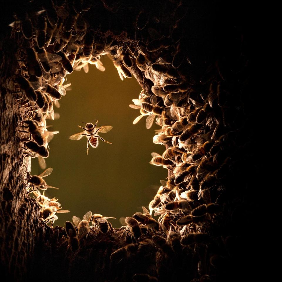 Ein Bienenvolk hat die verlassene Nisthöhle eines Spechts bezogen: Binnen Wochen wird es auf Tausende Tiere anwachsen – und ein faszinierend komplexes Gemeinwesen errichten