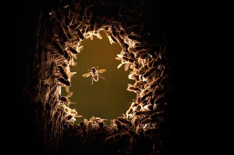 Ein Bienenvolk hat die verlassene Nisthöhle eines Spechts bezogen: Binnen Wochen wird es auf Tausende Tiere anwachsen – und ein faszinierend komplexes Gemeinwesen errichten
