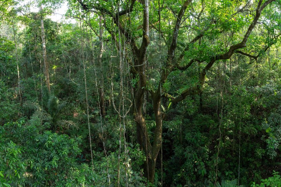 Der Regenwald entlang Panamas Pipeline Road wirkt wie unberührte Natur, ist aber erst 70 Jahre alt