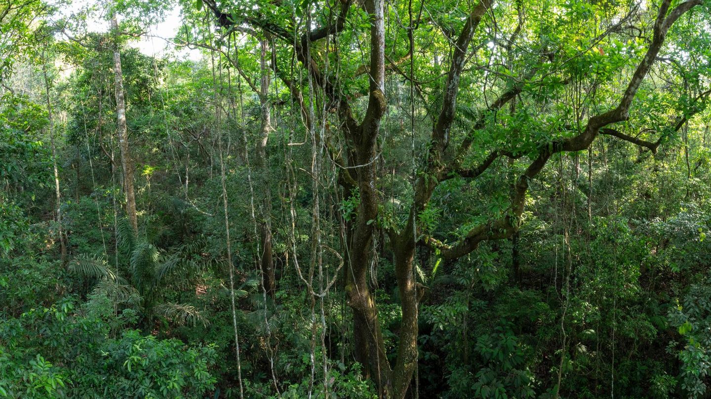 Der Regenwald entlang Panamas Pipeline Road wirkt wie unberührte Natur, ist aber erst 70 Jahre alt