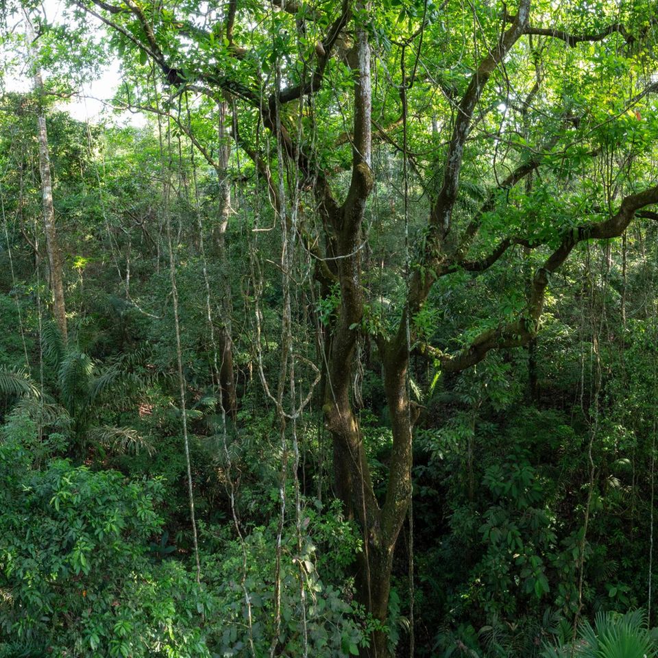 Der Regenwald entlang Panamas Pipeline Road wirkt wie unberührte Natur, ist aber erst 70 Jahre alt