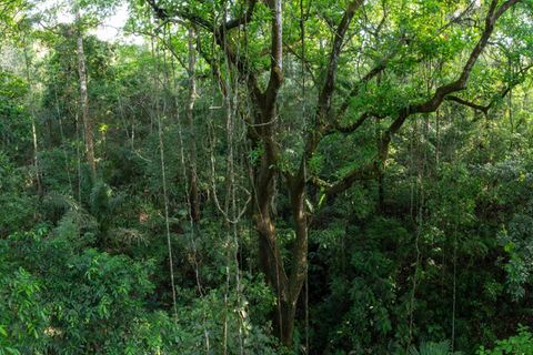 Nachwuchstalente: Ein 30 Meter hoher Espavébaum, den Lianen umranken: Der Regenwald entlang Panamas Pipeline Road wirkt wie unberührte Natur, ist aber erst 70 Jahre alt. Junger tropischer Sekundärwald ist eine hervorragende CO2-Senke – und muss nicht von Menschenhand gepflanzt werden
